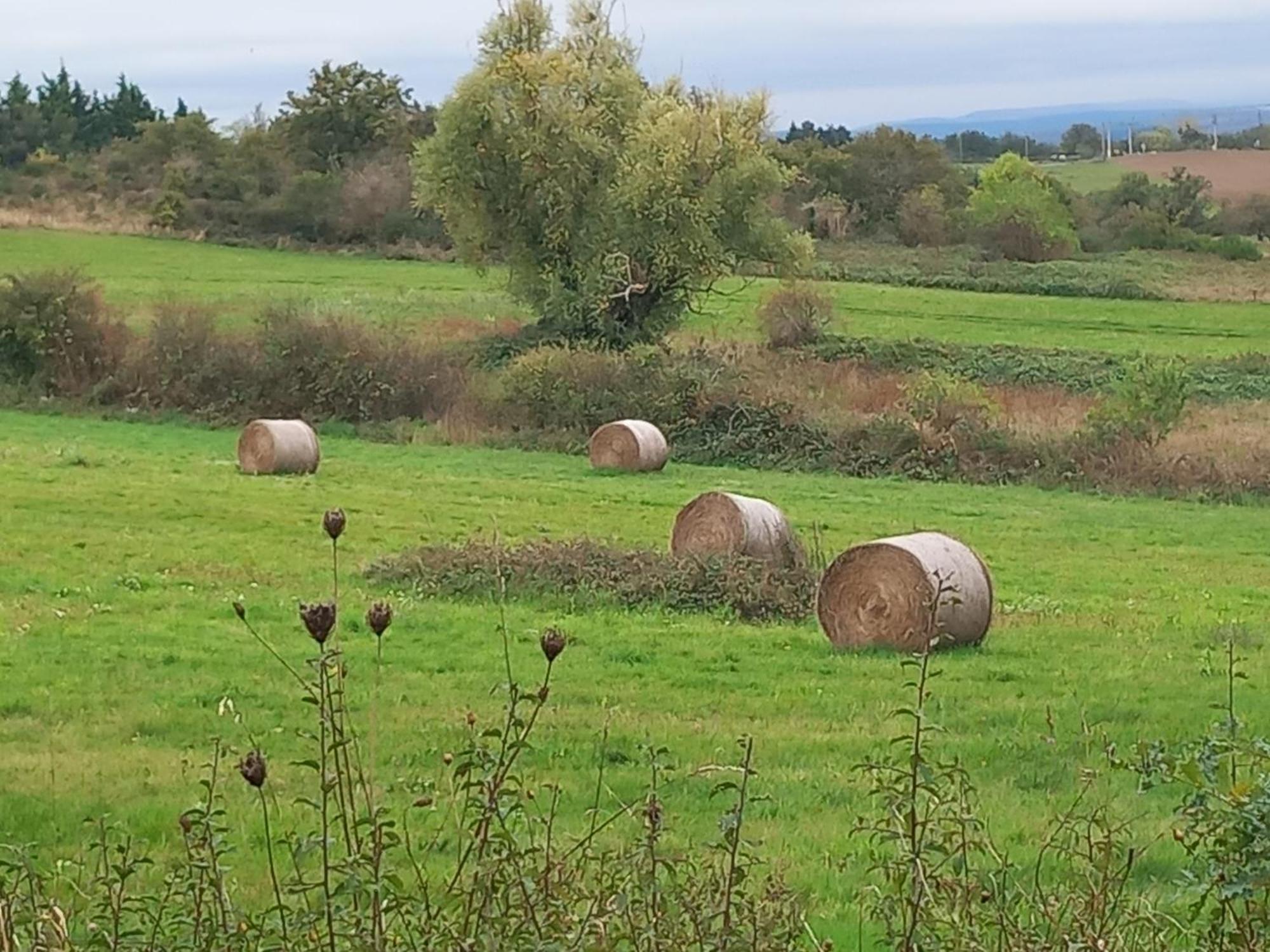 L'hirondelle En Auvergne * Champs (Auvergne)